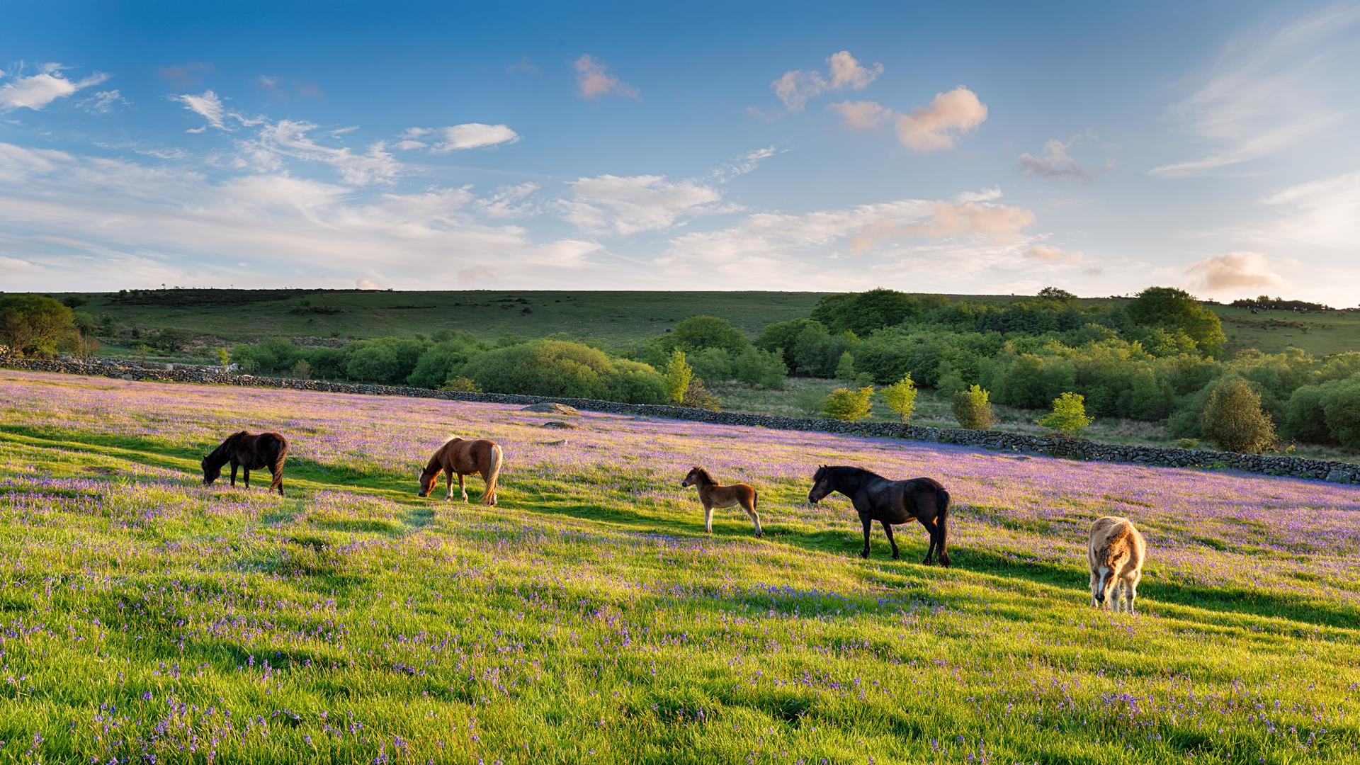 Dartmoor national park
